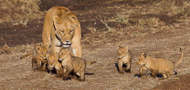062 Kenia, Masai Mara, leeuwen, marsh pride.jpg